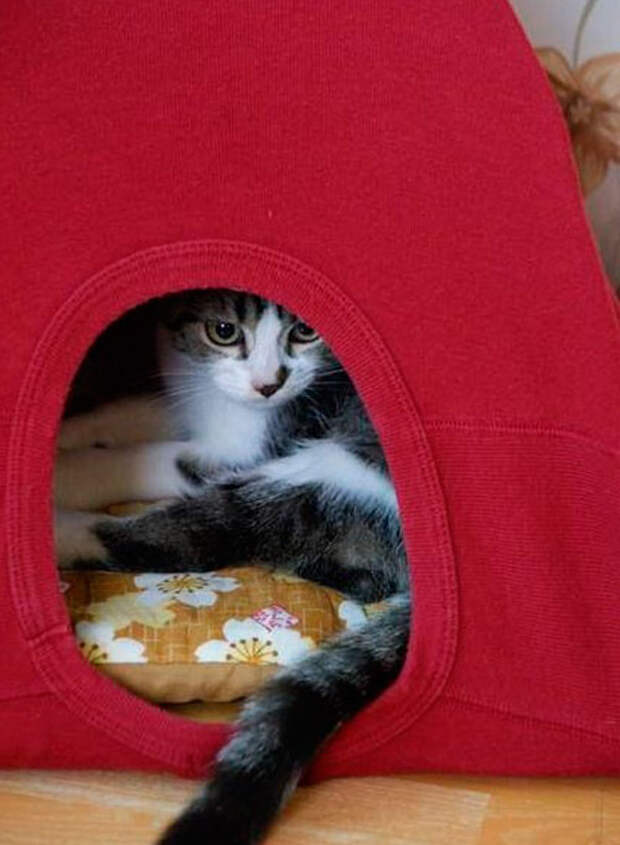Домик для кота своими руками из коробки и футболки пошагово