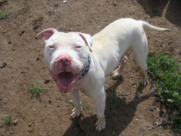 взять взрослую собаку вместо щенка, взрослые собаки против щенков