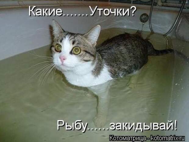Котоматрицы (картинки с надписями)