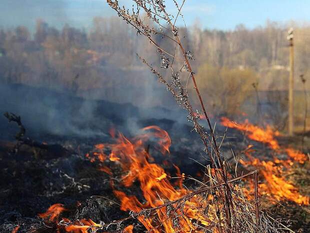 Ужесточат штрафы за несоблюдение противопожарных правил в лесах Забайкалья