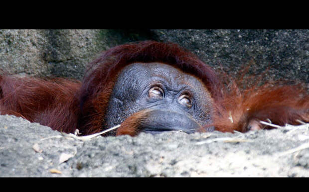О чем думаешь? Орангутанг в зоопарке в штате Миссисипи. животные, жизнь, фото