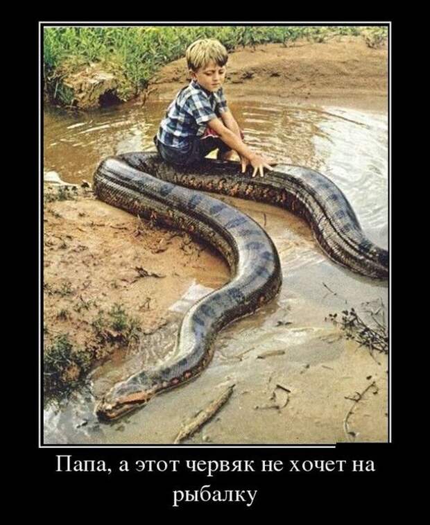 Подборка демотиваторов  демотиватор, юмор