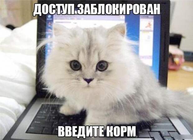 Картинки со смешными подписями картинки, прикол, юмор