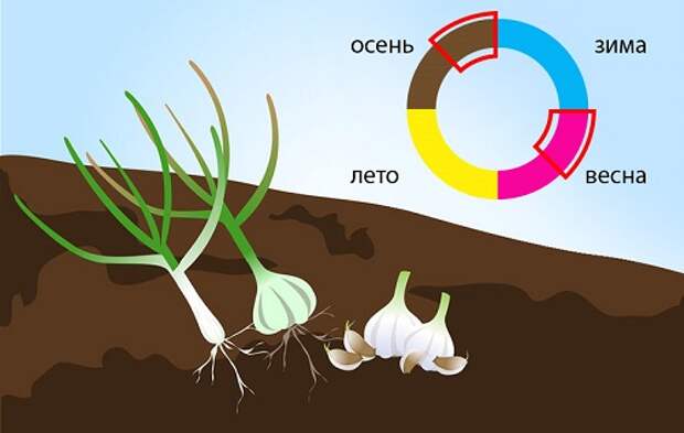 Фазы роста чеснока картинки