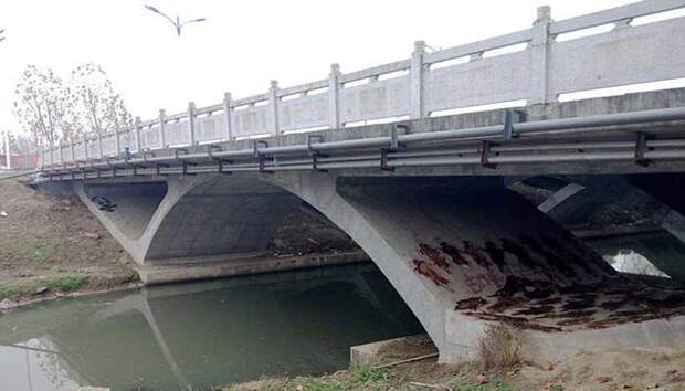 Сотни собачьих шкур нашли под мостом в Китае (ФОТО) 18+