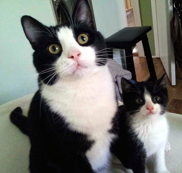 34. Мать и дочь котенок, кошка