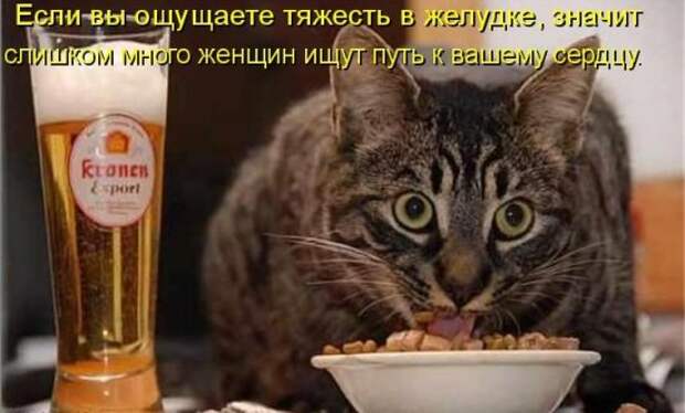 Котоматрица 12