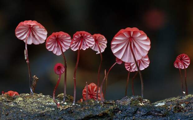 Мистический мир грибов в фотографиях грибы, фото