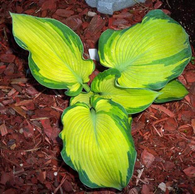 Хоста "Золотой луг" (hosta golden meadows) Хоста "Золотой луг" (hosta golden meadows)