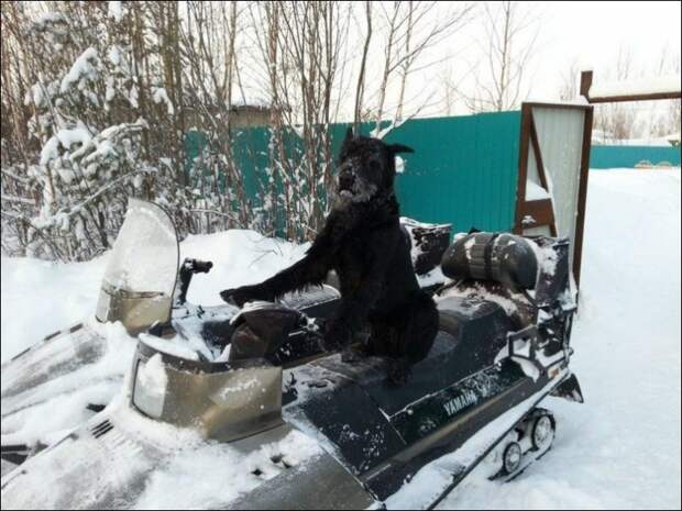 На все лапы мастер