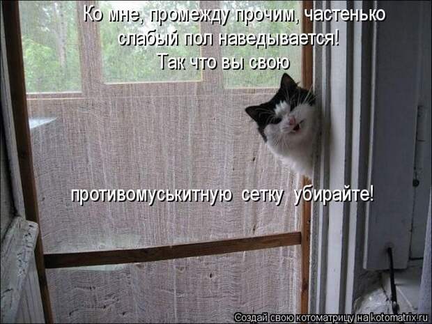 Лучшие котоматрицы недели  