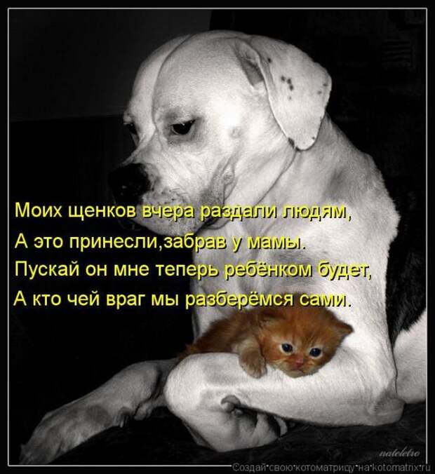 фотографий животных с подписями (50 фото)