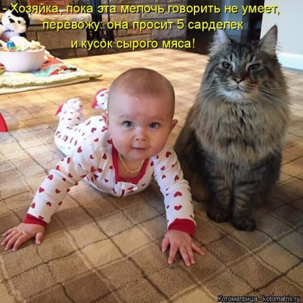 Новая котоматрица (36 фото)