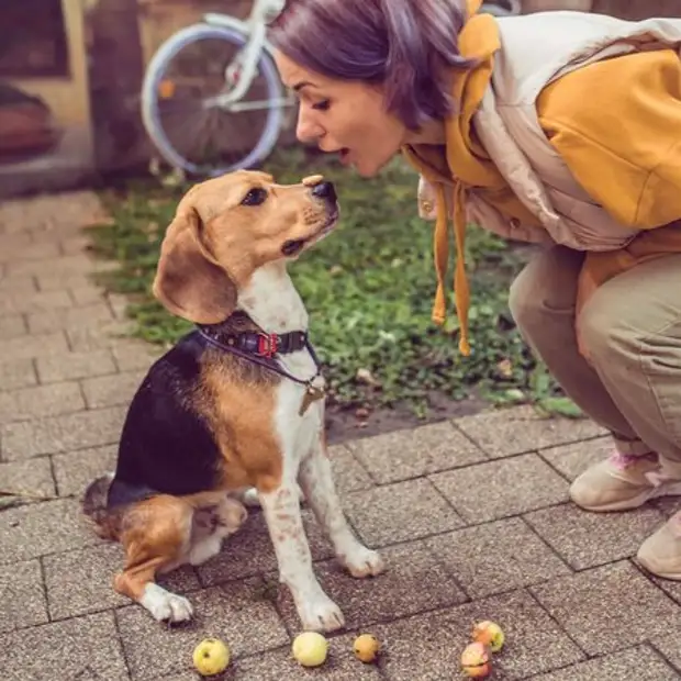 Спецназовские собаки