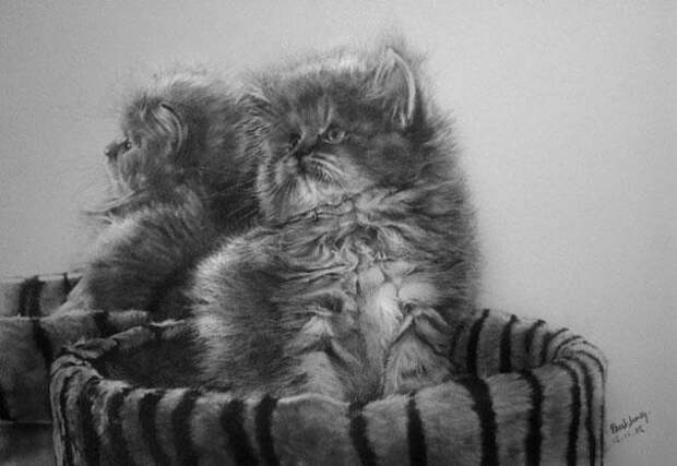 Реалистичные рисунки карандашом коты (7)