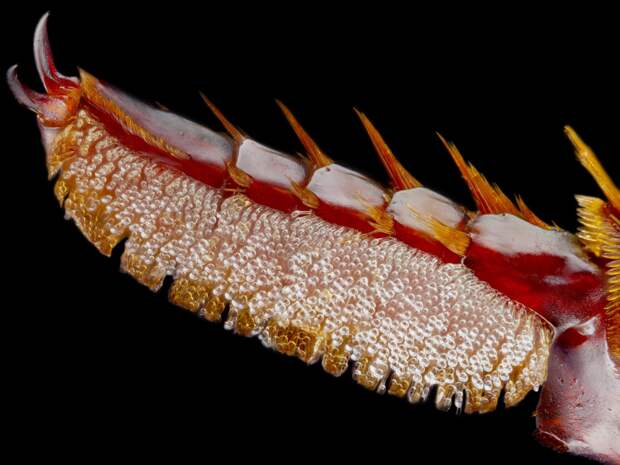 Насекомое Myrmecolax glaesi макро, микро, микросъемка, микросъёмка