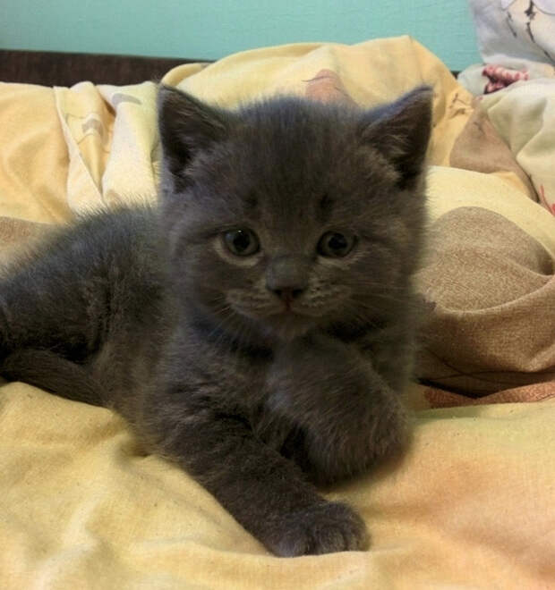 котенок
