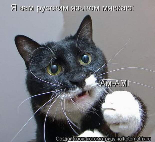 котоматрицы (50 фото) котоматрицы (50 фото)