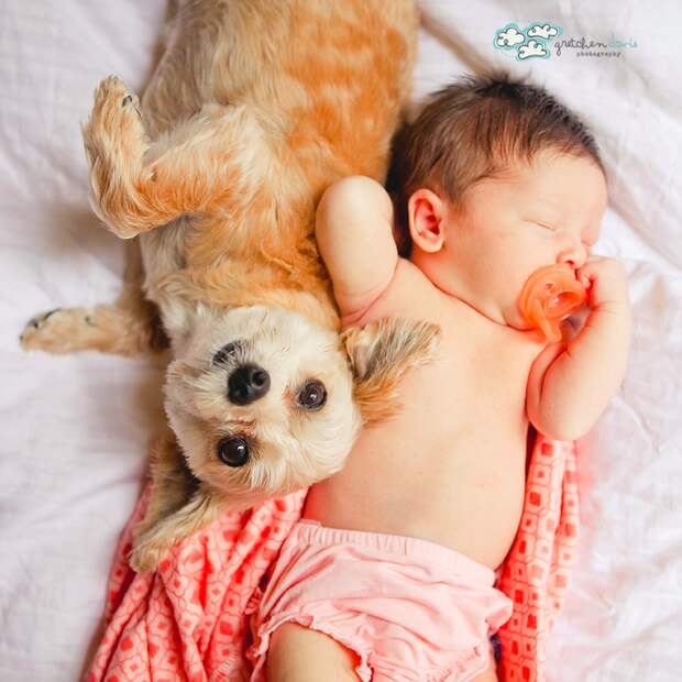 младенцы и собаки первая фотосессия (12)