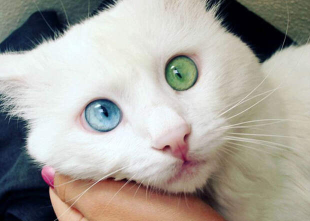 Самый красивый кот интернета с разноцветными глазами