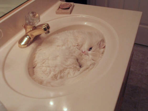 Немного спящих котов коты, милота, сон