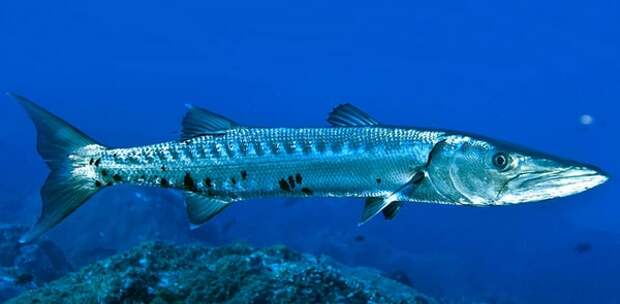 Барракуда одна из самых быстрых рыб