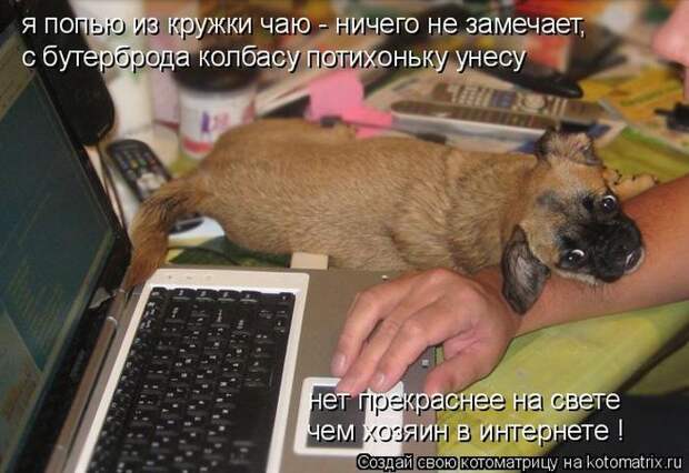 Лучшие котоматрицы недели (50 фото)