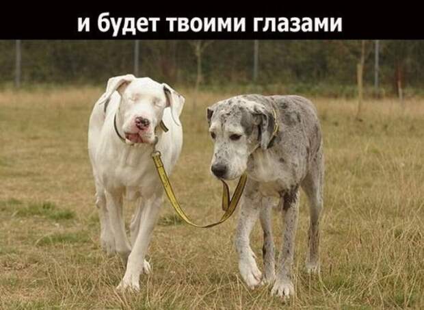 Если друг оказался вдруг (19 фото)
