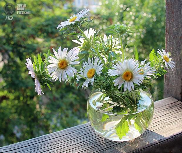 supercoolpics_23_08032014100600