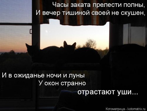 Отличная котоматрица для поднятия настроения (40 фото)