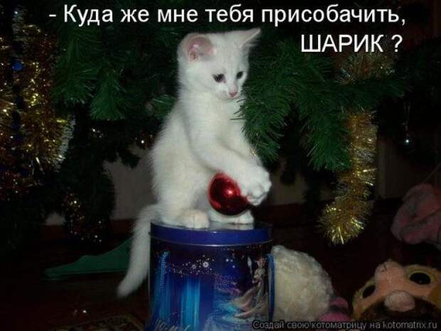 Котоматрицы на Новый год
