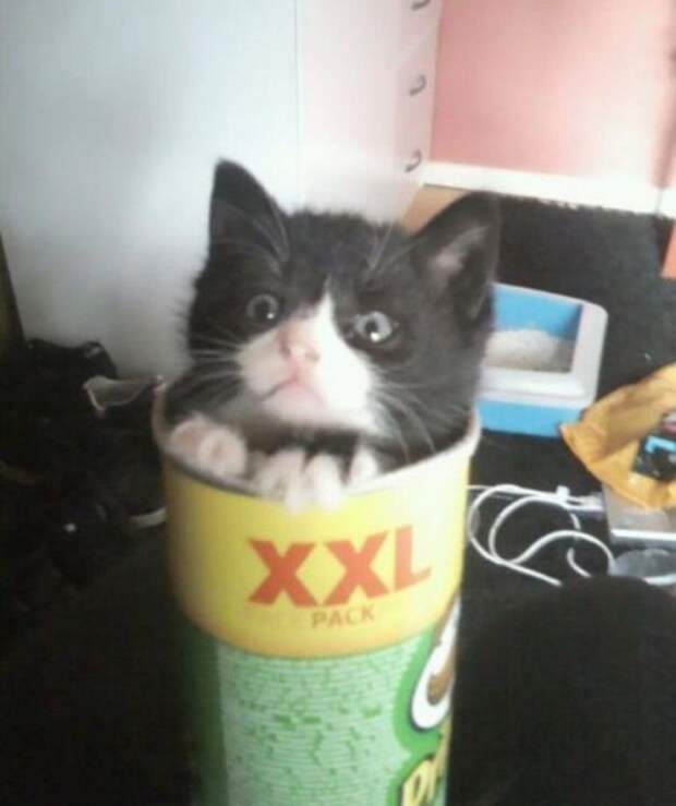 приколы с кошками