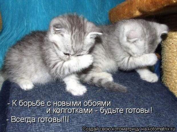 Котоматрица