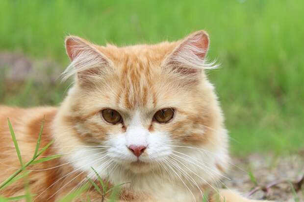 рыжие коты и кошки фото (1)