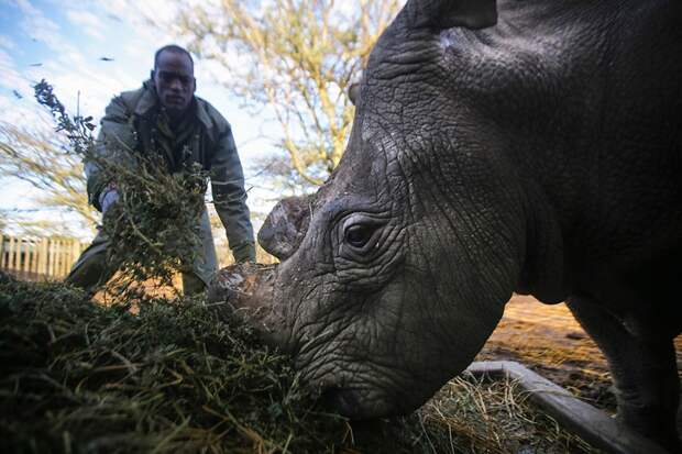 Последний в мире белый носорог
