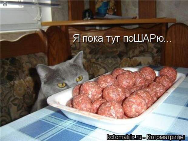 Чудная котоматрица 22