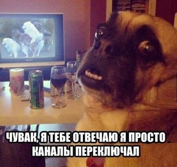 Смотрим  приколы - сушим зубы.