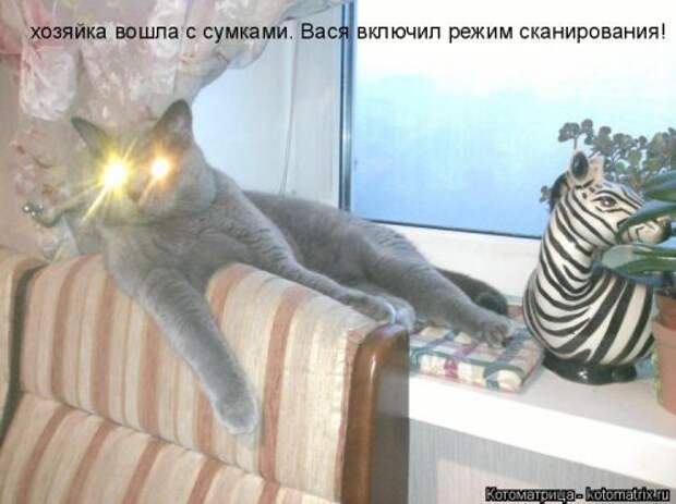 Новая котоматрица (30 фото)