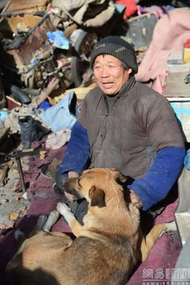 Преданность: большая Жёлтая Собака Преданность: большая Жёлтая Собака животные, преданность, собака