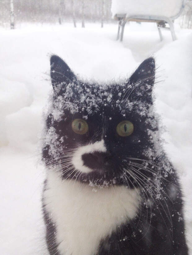 Домашние котики, которые впервые увидели снег
