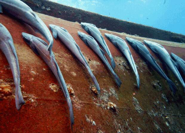 remora9