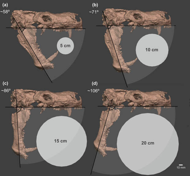 Угол раскрытия челюстей труцидоцинодона