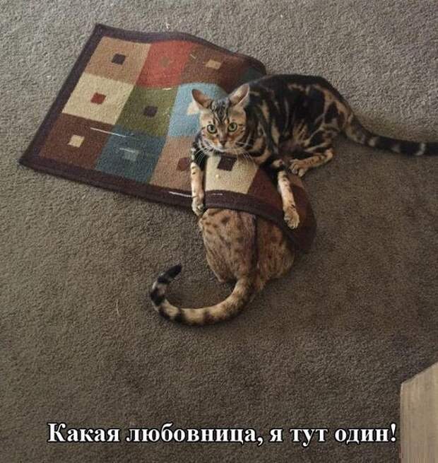 Смешные картинки с надписями прикол, юмор