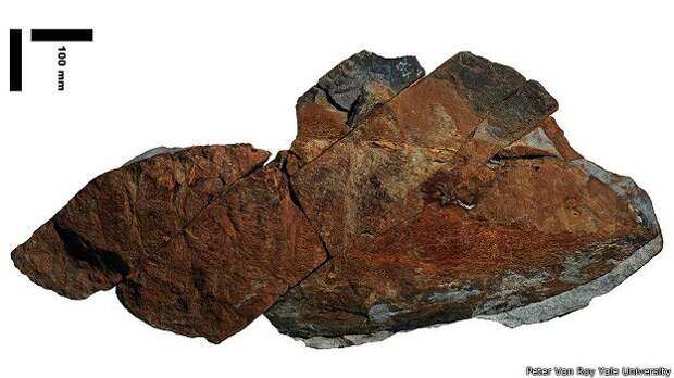 Ископаемые останки эгирокассиды