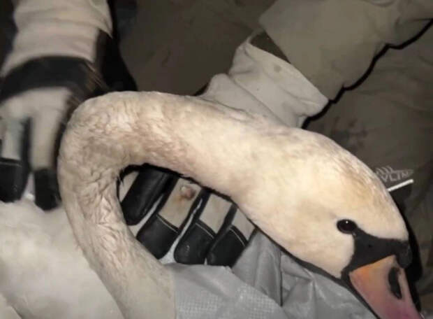 В Краснодаре погиб спасенный лебедь: девушка выхаживала его и кормила со шприца