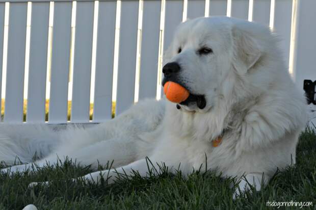 Great Pyrenees