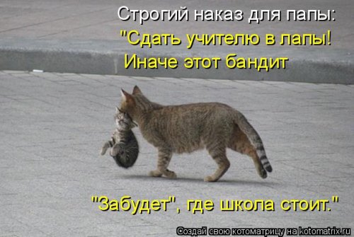 Новая котоматрица на Бугаге (28 фото)