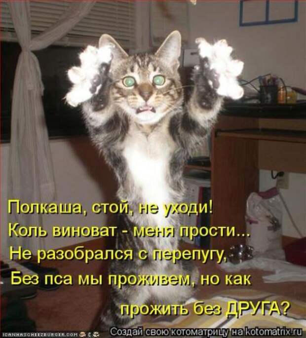 Котоматрицы (картинки с надписями)
