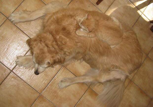 кошка маскируется