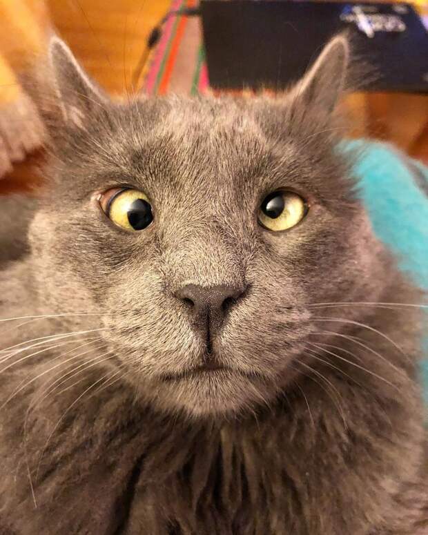 Без кота и жизнь не та